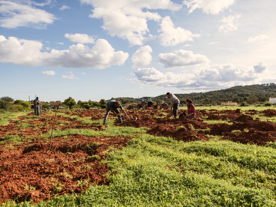 The area of organic farmland in Ibiza doubled in five years and reached 20.4% in 2025 The area of organic farmland in Ibiza doubled in five years and reached 20.4% in 2025